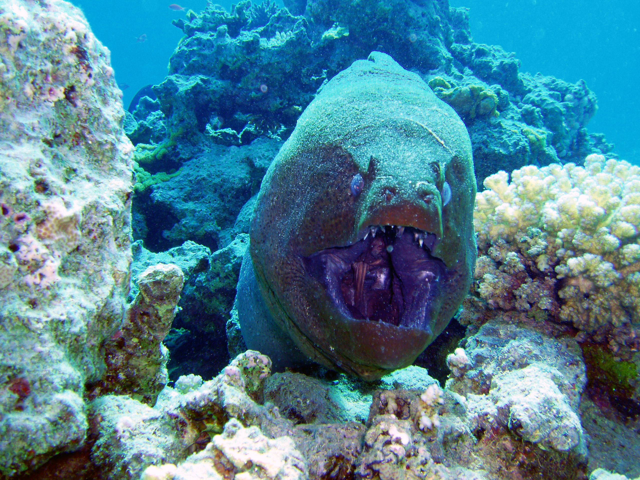 Какие водятся в красном море фото esks.ath.cx - /incoming/vk/Египет корабль 2014/red sea fish